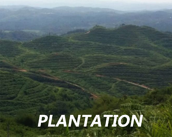 Plantation